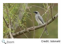 cuckoo shrike