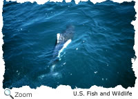 dalls porpoise