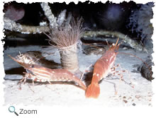 decapoda