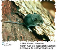deer mouse