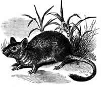degu