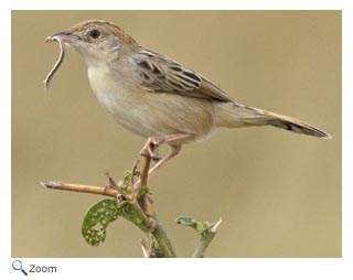 Cisticola