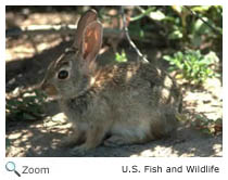 Desert Cottontail