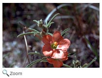 Sonoran Desert