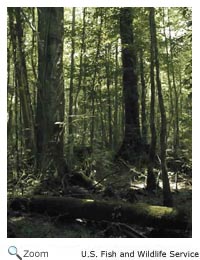 Dismal Swamp