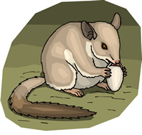 woodland dormouse