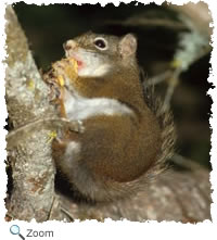 Douglas Squirrel