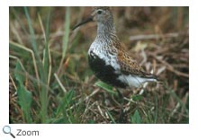 Dunlin