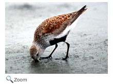 Dunlin