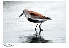 Dunlin