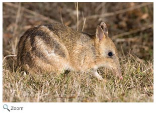 Eastern Barred Bandicoot