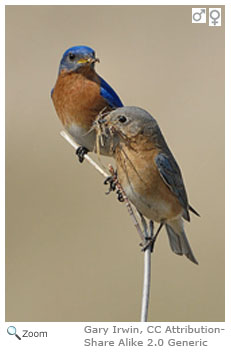 Eastern Bluebird