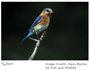 Bluebird