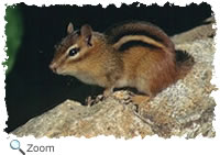 eastern chipmunk