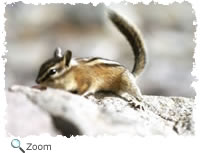 Chipmunk