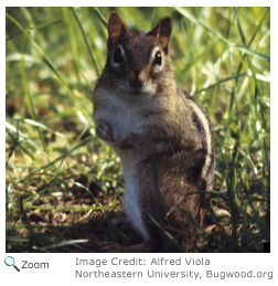 Eastern Chipmunk