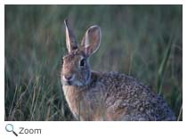Eastern Cottontail