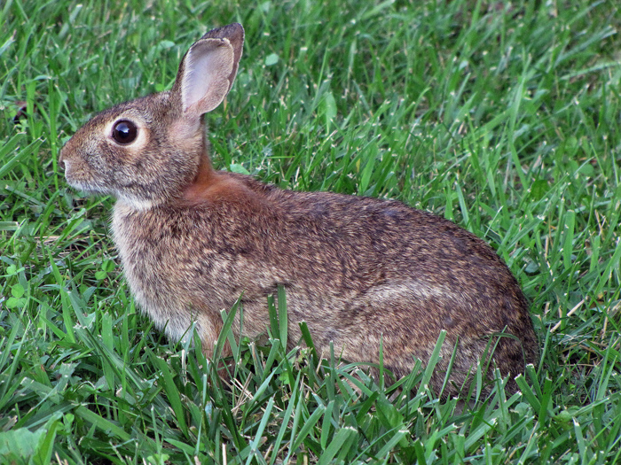 Eastern Cottontail Sylvilagus floridanus Wildlife Journal Junior