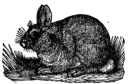 eastern cottontail