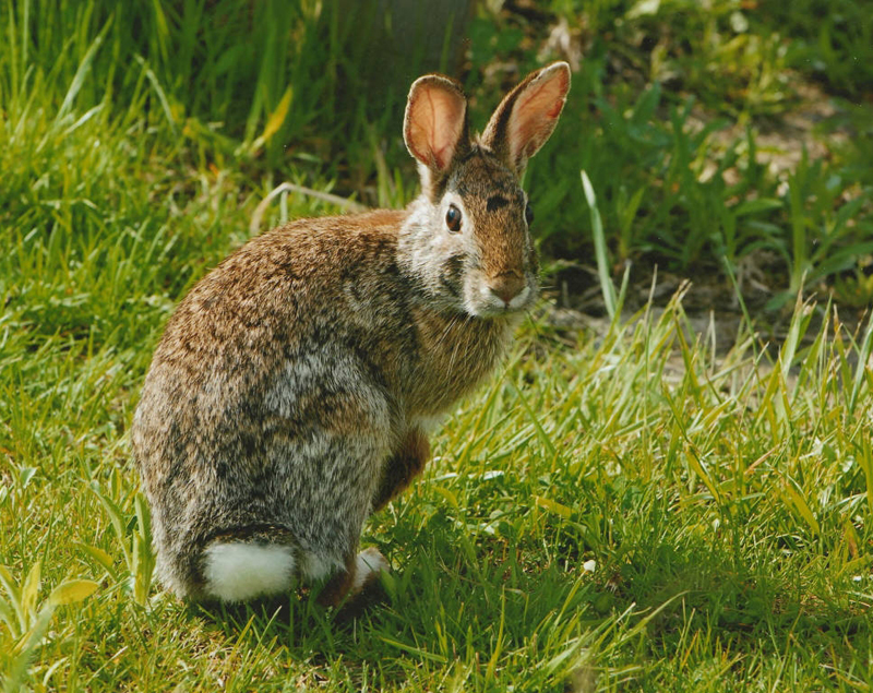 Eastern Cottontail - Sylvilagus floridanus - NatureWorks