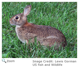 Eastern Cottontail