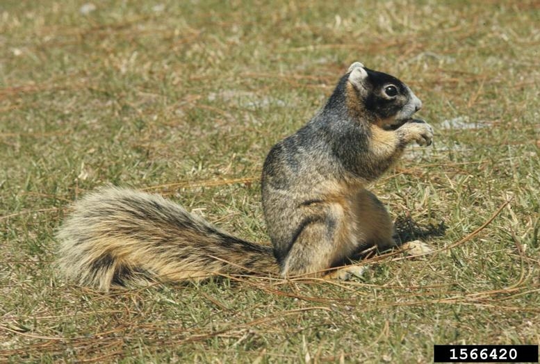 Image result for fox squirrel