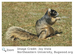 fox squirrel