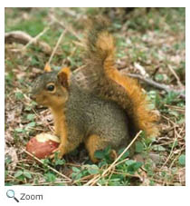 Eastern Fox Squirrel