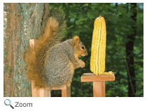 Eastern Fox Squirrel