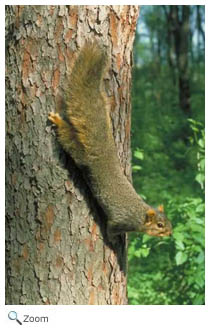Eastern Fox Squirrel