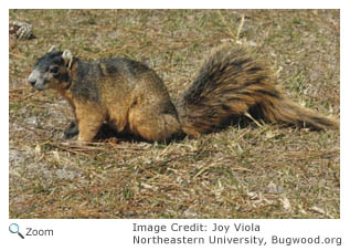 fox squirrel