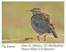 Eastern Meadowlark