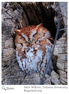 Screech Owl