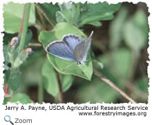 eastern tailed blue