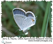 eastern tailed blue