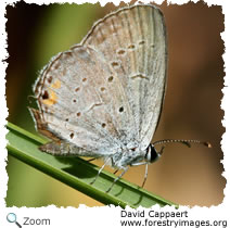 eastern tailed blue