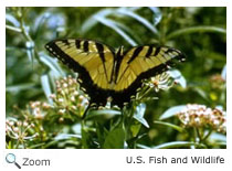 eastern tiger swallowtail