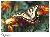 eastern tiger swallowtail
