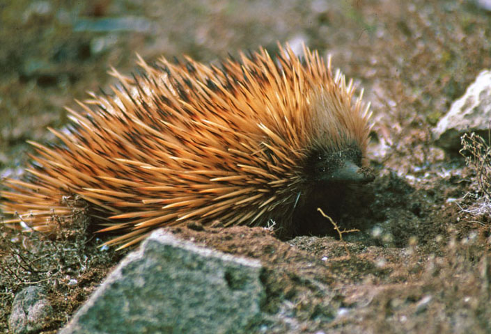 http://www.nhptv.org/wild/images/echidna.jpg