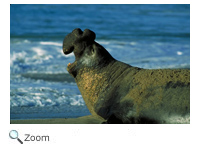 Elephant Seal