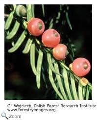 Gymnosperms