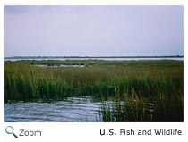 Estuary