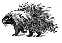 european porcupine