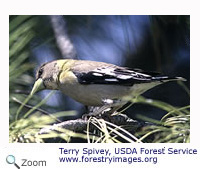 eveninggrosbeak