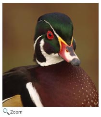 Duck
