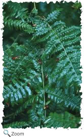 Fern