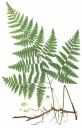 fern