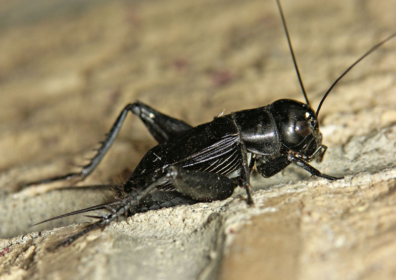 Gryllidae- True Crickets| Wildlife Journal Junior