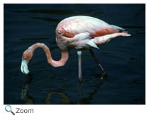 Flamingo