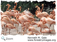 greater flamingo